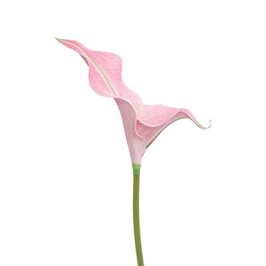 Fleurs artificielles Calla Lily en EVA, fleurs au toucher réel en gros pour les arrangements floraux de mariage, décoration florale - Product Image 1