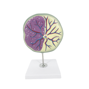 Modelo de Ojo Gigante de PVC de ADA Medical Science, Sección de Piel, ADA-313-3/ADA-316, para Demostración de Enfermedades, Herramienta de Enseñanza Médica, Shanghái - Product Image 2