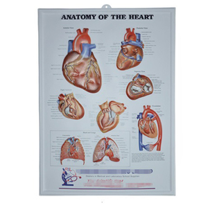 Tabla de calendario médico de Anatomía Humana, impresión personalizada, tabla médica de corazón humano - Product Image 5