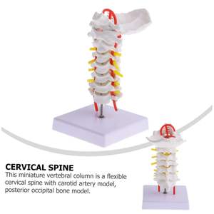 Instrumen pengajaran sains medis kelas medis <span class=keywords><strong>Model</strong></span> ramah lingkungan PVC <span class=keywords><strong>Model</strong></span> tulang belakang tengkuk anatomis untuk penelitian pendidikan - Product Image 2