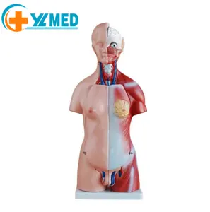 医療教育ハーフボディ男性23パーツ45cm人間教育ユニセックス胴体解剖学モデル