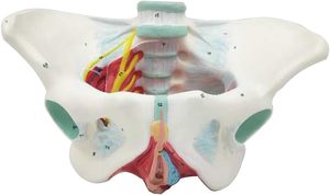 Modelo de Pelvis Femenina de Tamaño Real con Certificación CE/ISO, Recurso de Enseñanza de Ciencias Médicas, Enseñanza Anatómica para Demostraciones - Product Image 5