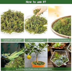 Natural Compressed Dry Accessories Cool Climbing Turtle Hibernating Winter Moisturizing <strong>Moss</strong> Mat Reptile Supplies Sphagnum <strong>Moss</strong> - Product Image 4