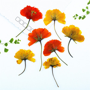 Cosmos Seco Prensado Lateralmente con Tallos, Flores Naturales de Cosmos para Fabricación de Velas, Inclusiones en Jabón, Resina Epoxi y Decoración Artesanal - Product Image 4
