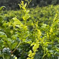 Té verde orgánico de alta calidad Zhangjiajie Berry, Té saludable para bajar de peso, producto agrícola exportado a granel
