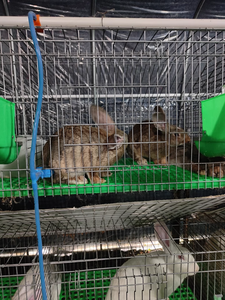 Lồng thỏ giá rẻ chất lượng cao, lưới thép hàn mạ kẽm, nhà máy sản xuất lồng thỏ 3 hoặc 4 tầng - Product Image 2