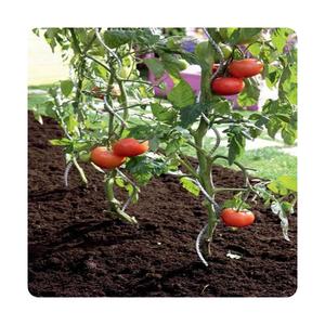 <span class=keywords><strong>Piquets</strong></span> de <span class=keywords><strong>tomates</strong></span> <span class=keywords><strong>en</strong></span> <span class=keywords><strong>bois</strong></span> <span class=keywords><strong>en</strong></span> acier galvanisé tige <span class=keywords><strong>en</strong></span> spirale de tomate <span class=keywords><strong>en</strong></span> acier pour plant de tomate - Product Image 5