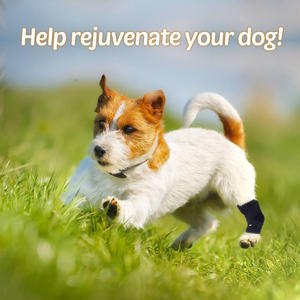 Soporte Innovador y Duradero para Patas de Perro con Correa en X, Material de Neopreno, Manga Calefactora para Articulación Trasera (Patrón Sólido) - Product Image 6