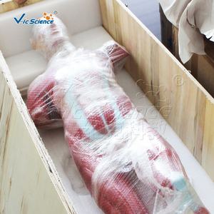 Modèle de torse de <span class=keywords><strong>corps</strong></span> <span class=keywords><strong>humain</strong></span> médical grandeur nature 29 partie Figure <span class=keywords><strong>musculaire</strong></span> humaine avec modèle d'anatomie des organes 22 pièces - Product Image 6