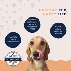 OEM/ODM Pilz immun pulver für Hunde-Truthahn schwanz & Reishi, stärkt die Abwehr von Viren/Allergien - Product Image 2