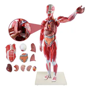Ressources pédagogiques FOREST 27 pièces modèle de torse humain 85cm 1/2 taille réelle impression à la main Figure musculaire modèle anatomique du corps
