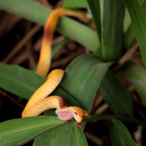 Jouets Pafu Wild <span class=keywords><strong>Life</strong></span>, jouets amusants pour Halloween, serpent en latex souple, accessoires de jardin, blague, jouet farceur, serpent en caoutchouc - Product Image 3