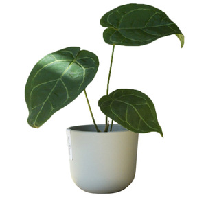 Petit <span class=keywords><strong>pot</strong></span> à succulentes, en résine épaisse, écologique, pour plantes vertes de bureau, plante en <span class=keywords><strong>pot</strong></span> - Product Image 6