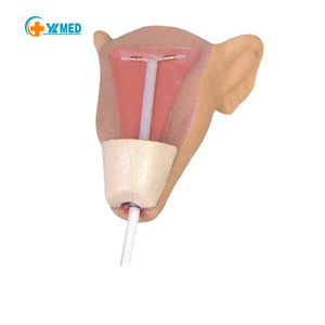Modèle avancé de <span class=keywords><strong>formation</strong></span> à la contraception intra-utérine pour l'enseignement de la planification de la santé <span class=keywords><strong>maternelle</strong></span> et infantile en sciences médicales - Product Image 1