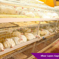 Système d'élevage avicole Type H : Cage à poules pondeuses, cages en batterie pour poulets de chair, cages en acier galvanisé pour 60/80 oiseaux avec abreuvoirs métalliques