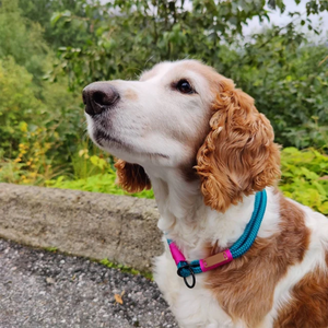 Collar de Adiestramiento para Perros, Collar de <span class=keywords><strong>Nylon</strong></span> con Cierre Deslizante, Collar Martingale Redondo Antitirones para Perros Pequeños, Medianos y Grandes - Product Image 4