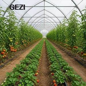 Serre tunnel commerciale <span class=keywords><strong>en</strong></span> plastique de style gothique pour la production de légumes, la culture de tomates et l'agriculture hydroponique - Product Image 3