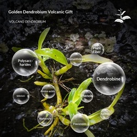 Tranches de Dendrobium Volcanique, Extrait Herbal pour Infusion, Qualité Alimentaire, Origine Hainan, 2 Bouteilles/Boîte, Extrait Végétal