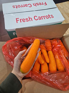 แครอทสดคุณภาพสูง วิตามินสูง ส้มสด เวียดนาม ขายส่ง ออร์แกนิก แช่เย็น สำหรับอุตสาหกรรมอาหาร ขนาด 10 ซม. S/M/L - Product Image 6