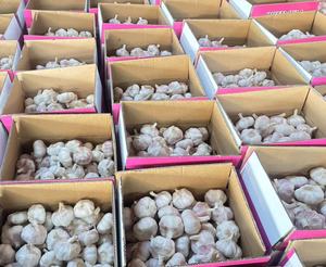 Ajo Fresco Chino, Verduras Frescas de China, Exportador de Ajo Fresco, Precio al por Mayor, Ajo Fresco, Ail Frais, Alho - Product Image 3