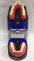 Modelo Dental de Ortodoncia con Dientes Tipodónticos Integrados en Cera Roja y Resina para Práctica de Posicionamiento de Brackets y Entrenamiento de Curvado de Arcos