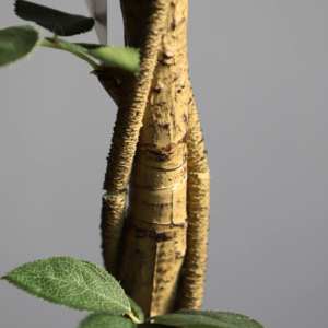 Vente en gros <span class=keywords><strong>de</strong></span> roses en soie pour fête <span class=keywords><strong>de</strong></span> mariage Petites fleurs Arbre floral artificiel pour décoration <span class=keywords><strong>de</strong></span> mariage - Product Image 6