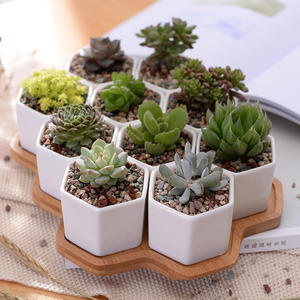 <span class=keywords><strong>Pot</strong></span> de fleurs créatif en céramique blanche hexagonale avec support en bambou et doublure, idéal pour plantes succulentes, décoration de jardin et de maison - Nouveauté ! - Product Image 4