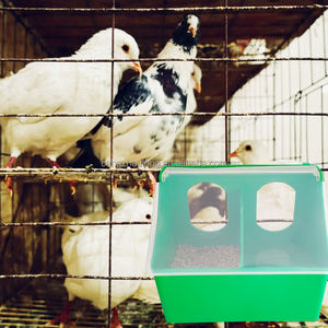 ZZ LMB 07 vente chaude usine pigeon 2 trous en plastique mangeoire buveur automatique accessoires pour animaux de compagnie mangeoire à oiseaux à vendre - Product Image 5