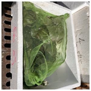 Sac en filet <span class=keywords><strong>Bullfrog</strong></span> pour le transport et l'emballage Protection durable pour une expédition et un stockage sécurisés - Product Image 4