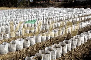 Non Woven Biodegradable Plant Seedling Bags/planting Pots/plastic Nursery Containers