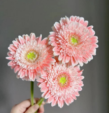 Base de plantación de flores frescas de Yunnan Flores decorativas al por mayor <span class=keywords><strong>Gerbera</strong></span> <span class=keywords><strong>Jamesonii</strong></span> - Product Image 3