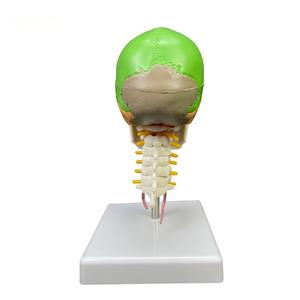 Modelo de Cráneo con Código de Color, Vértebras Cervicales y Cerebro - Herramienta Educativa de Anatomía - Product Image 3