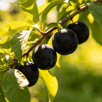 Fruit de Mûme (Mume Fructus) – Matière première pour sirop de prune aigre, thé aux fruits, pâtisserie, bonbons, arôme alimentaire, encens, savon
