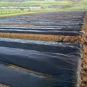 El mejor proveedor de Agricultura de plástico negro mantillo película de plata y negro de plástico Biodegradable mantillo