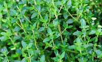Produits sains de haute qualité plante rectifieuse de thym huile de thym thym séché