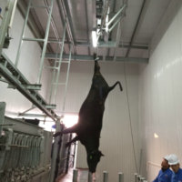 Machine d'abattage de vaches, équipement d'abattage de vaches