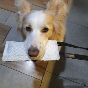 Çevre dostu yangın hortumu Bite-and-Pull eğitim aracı 1 kolu köpek Chase-and-Bite yüzen römorkör-of-War oyuncak avcılık uyarır - Product Image 6