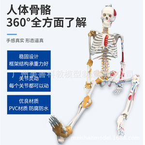 Modelo de esqueleto humano, 85 cm, con la mitad de los músculos coloreados, puntos de origen e inserción muscular, ligamentos, modelo de masaje. - Product Image 3