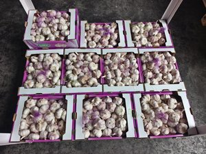 <span class=keywords><strong>Ail</strong></span> Ajo Alho <span class=keywords><strong>Ail</strong></span> frais à bas <span class=keywords><strong>prix</strong></span> Vente en gros <span class=keywords><strong>Ail</strong></span> blanc de fournisseur chinois vérifié Légumes frais - Product Image 3