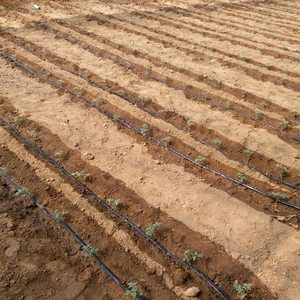 Fita de Gotejamento de Plástico PE de 16mm para Estufas, Mangueira de Irrigação Agrícola com Gotejador de 3L/H e Espaçamento de 16mm - Product Image 1