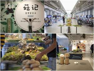 Detan <span class=keywords><strong>Prix</strong></span> de gros Champignon Chanterelle sauvage fraîche de haute qualité - Product Image 6