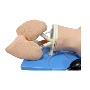 Maniquí SY-N3701 para Manejo de Vías Respiratorias en RCP, para Entrenamiento de Respiración de Rescate, Incluye Bolsa, Válvula y Mascarilla, Producto de Ciencias Médicas - Product Image 2