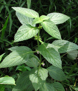 Nhà Máy bán hàng trực tiếp <span class=keywords><strong>phlomis</strong></span> <span class=keywords><strong>umbrosa</strong></span> chiết xuất <span class=keywords><strong>phlomis</strong></span> <span class=keywords><strong>umbrosa</strong></span> Bột Rễ <span class=keywords><strong>phlomis</strong></span> <span class=keywords><strong>umbrosa</strong></span> chiết xuất bột - Product Image 3