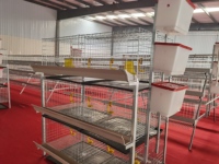 Système d'élevage automatique de poulets de chair en cages à 3 niveaux pour 2000 oiseaux