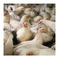 PoulTech – mangeoire automatique pour animaux de ferme, équipement d'alimentation au sol pour volaille, équipement d'élevage au sol pour le Nigeria