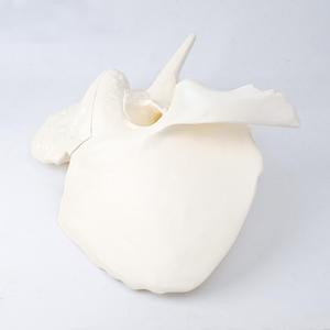 Modello Anatomico Ingrandito del <span class=keywords><strong>Osso</strong></span> Temporoale, Modello di Cranio Smontabile per Osservazione Artistica e Insegnamento - Product Image 3