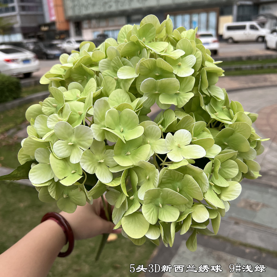 5 tête 3d nouvelle-zélande hortensia vert clair