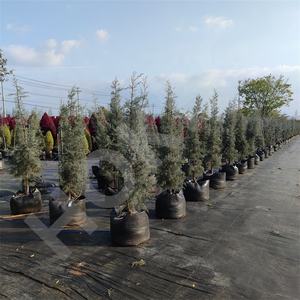 Bolsa de cultivo de tela de PP transpirable resistente HOKBG, maceta de jardín a precio competitivo para árboles de ciprés azul para jardinería - Product Image 2