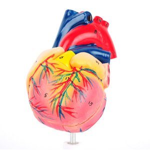 Modèle d'anatomie cardiaque avec étiquettes numériques J33208, modèle d'enseignement de l'anatomie cardiaque humaine naturelle à l'échelle 1:1 - Product Image 2