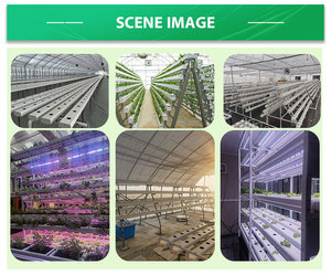 Sistema de Cultivo Hidropónico <span class=keywords><strong>NFT</strong></span> sin Suelo al por Mayor, Sistema de Cultivo en Canales de PVC - Product Image 4